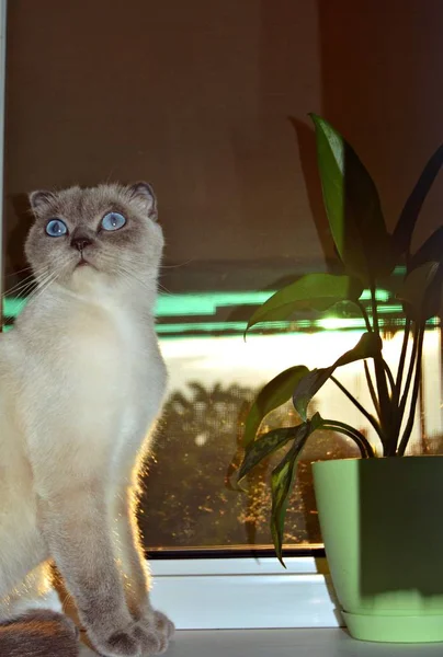 誇りに思う白猫スコットランドの品種カラーポイントカラーと青い目がポットの背景に緑色の花の窓に座って — ストック写真