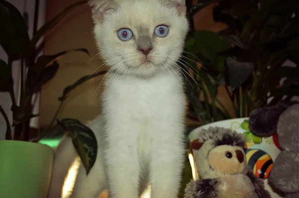 Bonito Pequeno Gato Fofo Branco Escocês Cor Raça Ponto Cor — Fotografia de Stock