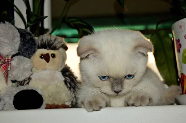 Bonito Pequeno Gato Fofo Branco Escocês Cor Raça Ponto Cor — Fotografia de Stock