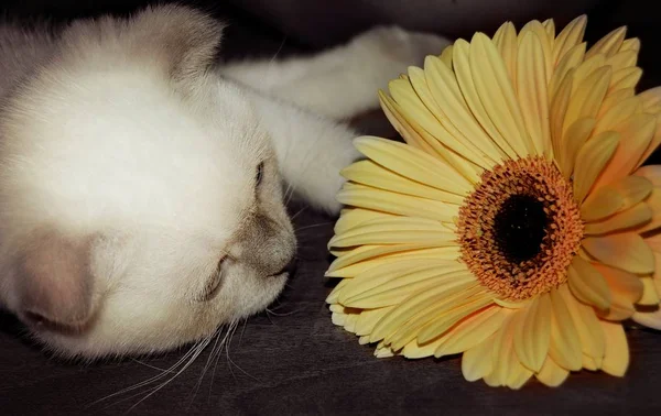 好奇的小猫嗅到了一朵鲜亮的黄色天琴花 — 图库照片