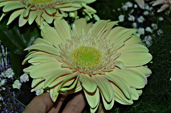 Una Hermosa Flor Otoño Ramo Hojas Verdes Pequeñas Flores Blancas — Foto de Stock