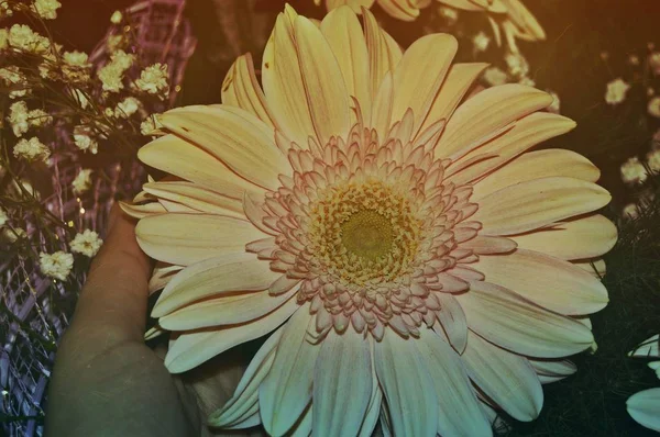 Красивый Осенний Цветок Букете Зеленых Листьев Маленьких Белых Цветов Подарок — стоковое фото