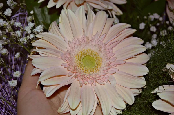 Ένα Όμορφο Φθινοπωρινό Λουλούδι Ένα Μπουκέτο Από Πράσινα Φύλλα Και — Φωτογραφία Αρχείου
