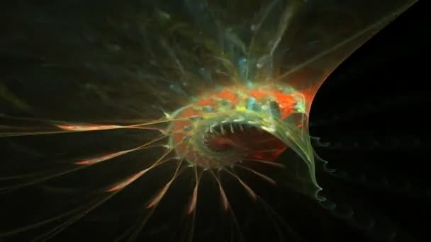 Wings Colibri Fractal Colorful Motion Footage — Stock Video