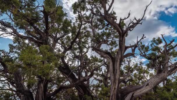 Árbol muerto al borde del Gran Cañón contra el cielo — Vídeos de Stock