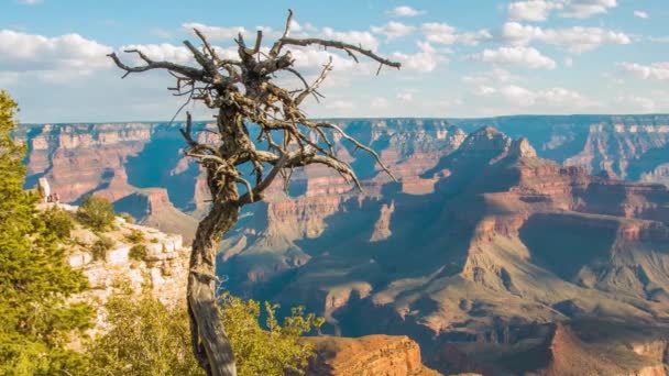 Arbre mort et buissons au bord du Grand Canyon — Video