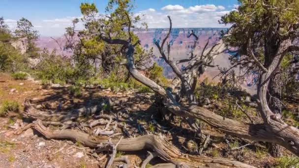 Árbol muerto y arbustos en el borde del Gran Cañón — Vídeos de Stock