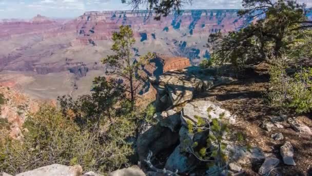 Dead Tree And Bushes At The Rim Of The Grand Canyon — Stock Video