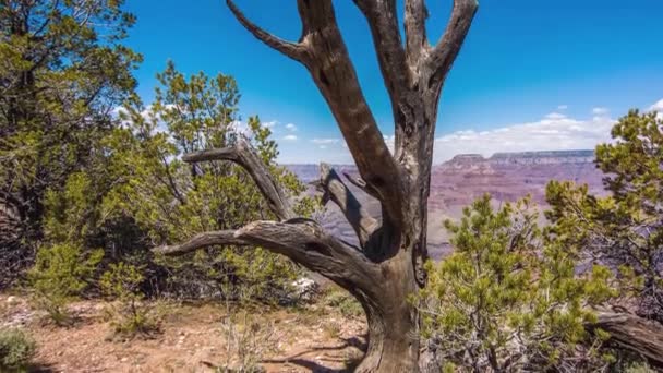 Árbol muerto al borde del Gran Cañón contra el cielo — Vídeo de stock