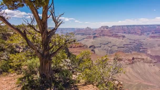 Dead Tree On The Edge Of The Grand Canyon Against Sky — Stock Video