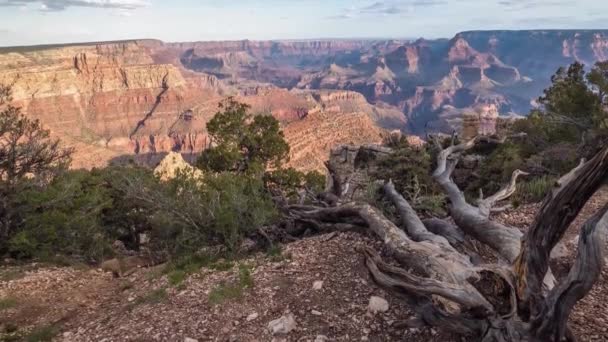 Arbre mort et buissons au bord du Grand Canyon — Video