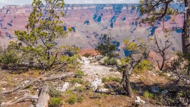Dode boom en struiken aan de rand van de Grand Canyon — Stockvideo