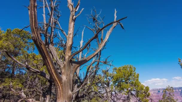 Árbol muerto y arbustos en el borde del Gran Cañón — Vídeos de Stock