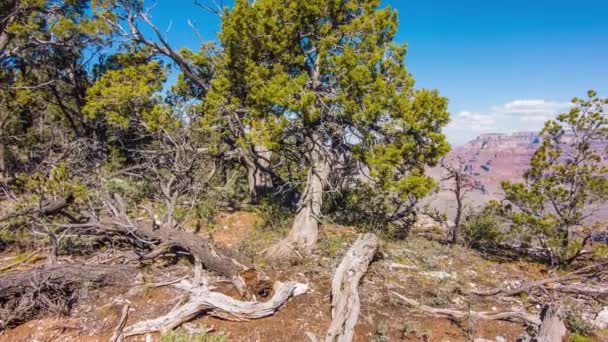 Dead Tree And Bushes At The Rim Of The Grand Canyon — Stock Video