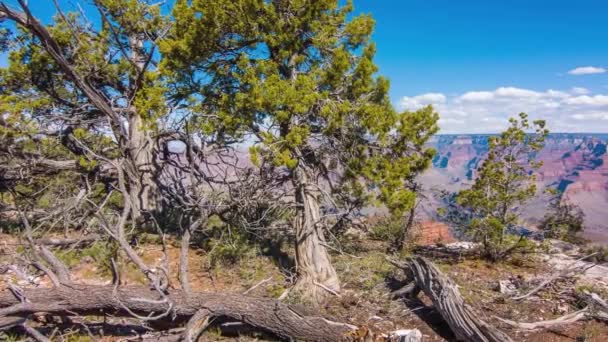 Árbol muerto y arbustos en el borde del Gran Cañón — Vídeos de Stock