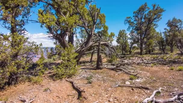 Árbol muerto al borde del Gran Cañón contra el cielo — Vídeos de Stock