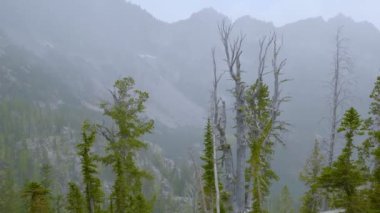 Kar yağarken dağlarda sisli bir orman