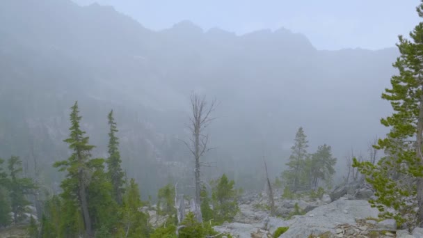 Foresta nebbiosa in montagna durante le nevicate — Video Stock