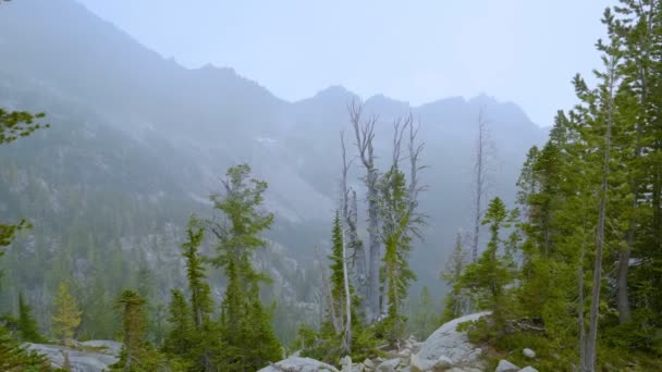 Foresta nebbiosa in montagna durante le nevicate — Video Stock