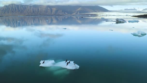 Vue aérienne des icebergs flottant sur la côte est de l'Islande — Video