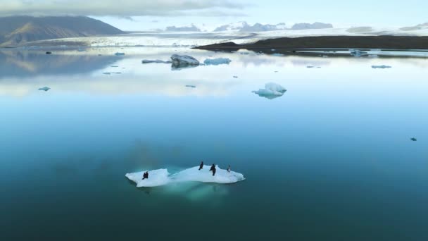 Vue aérienne des icebergs flottant sur la côte est de l'Islande — Video