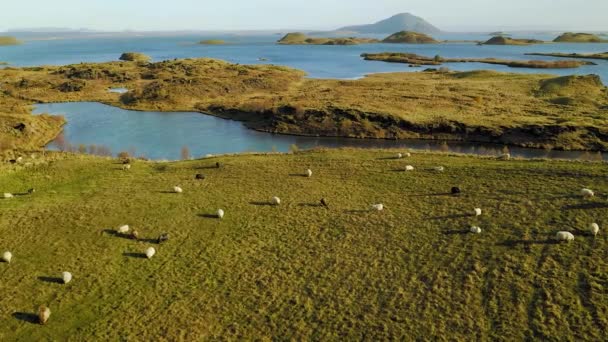 Big flock of sheep on the meadow, aerial take. Iceland. — Stock Video