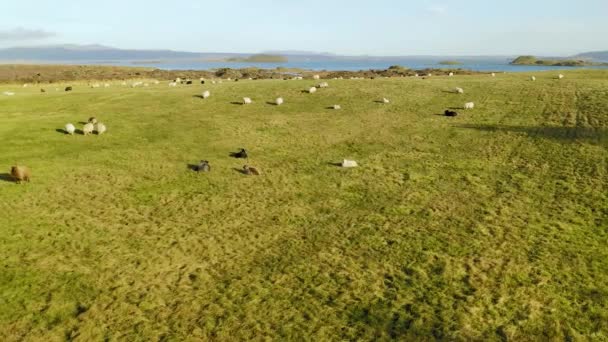 Big flock of sheep on the meadow, aerial take. Iceland. — Stock Video