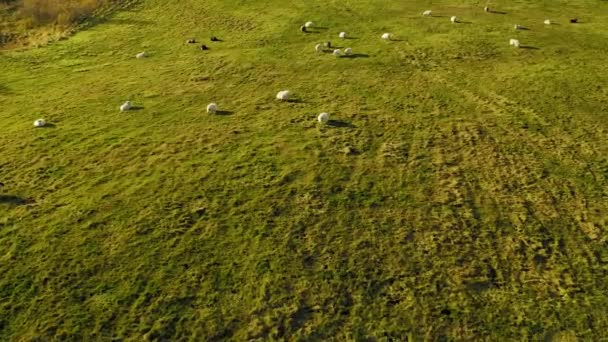 Große Schafherde auf der Wiese, Luftaufnahme. Island. — Stockvideo