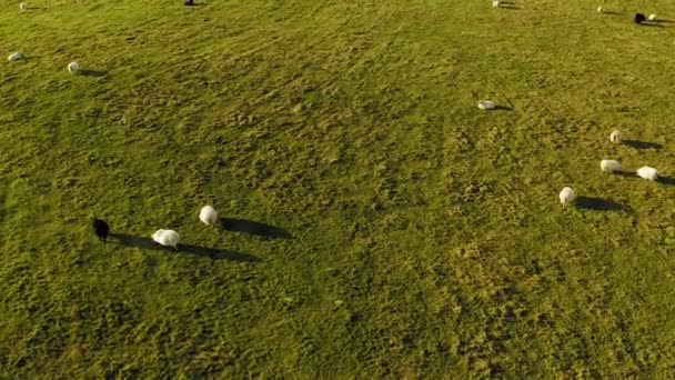 Gran rebaño de ovejas en el prado, toma aérea. Islandia . — Vídeo de stock