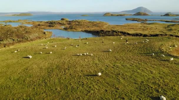 Große Schafherde auf der Wiese, Luftaufnahme. Island. — Stockvideo