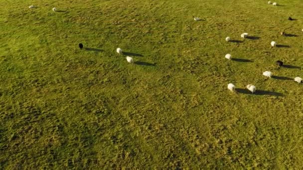 Grand troupeau de moutons sur la prairie, prise aérienne. Islande. — Video