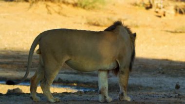 Küçük bir tepede gururla duran tek bir aslan.