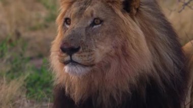 Kanlı ağızlı bir aslan bizon yavrusunun taze koparılmış avını yer.