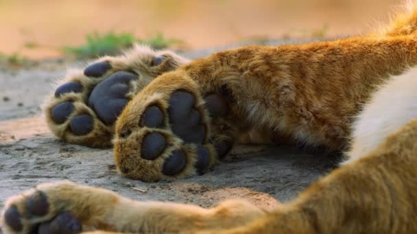 Close-upfoto van twee poten van een leeuw op de grond. — Stockvideo