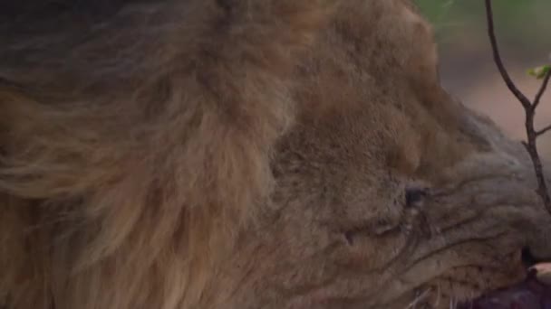 León con una boca manchada de sangre come la presa recién desgarrada de un becerro de búfalo — Vídeo de stock