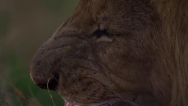 피를 얼룩덜룩 한 입을 가진 사자가 버팔로 새끼의 갓 찢어진 먹이를 먹고 있다 — 비디오