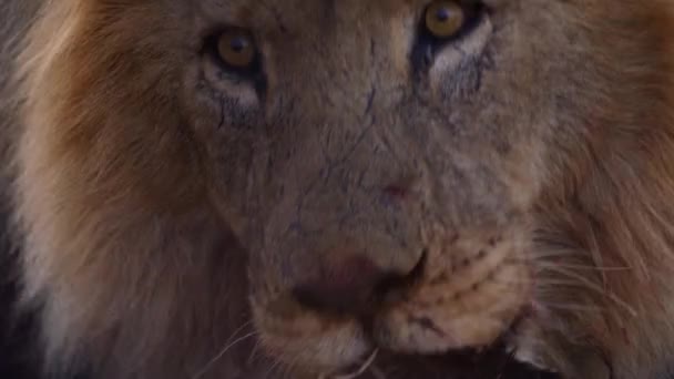 Löwe mit blutverschmiertem Maul frisst frisch gerissene Beute eines Büffelkalbes — Stockvideo