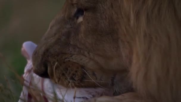 Lion avec une bouche maculée de sang mange la proie fraîchement déchiré d'un veau de buffle — Video