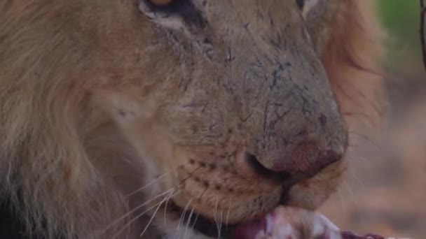 Vérfoltos szájú oroszlán megeszi egy bölény borjú frissen tépett prédáját. — Stock videók
