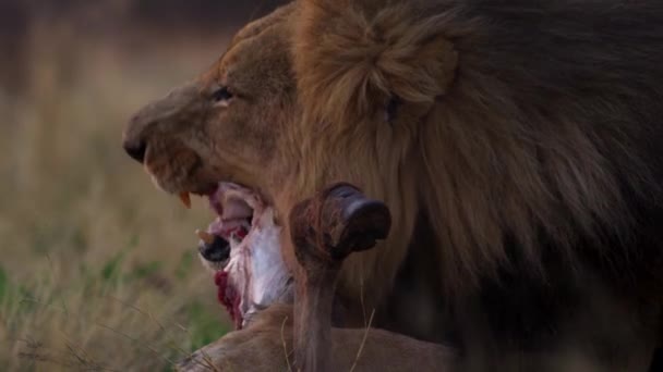 León con una boca manchada de sangre come la presa recién desgarrada de un becerro de búfalo — Vídeo de stock