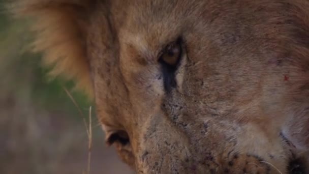Lion avec une bouche maculée de sang mange la proie fraîchement déchiré d'un veau de buffle — Video