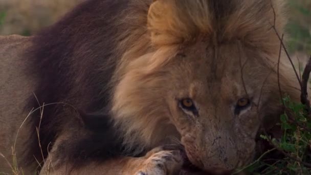 Leeuw met een bebloede mond eet de vers gescheurde prooi van een buffelkalf — Stockvideo