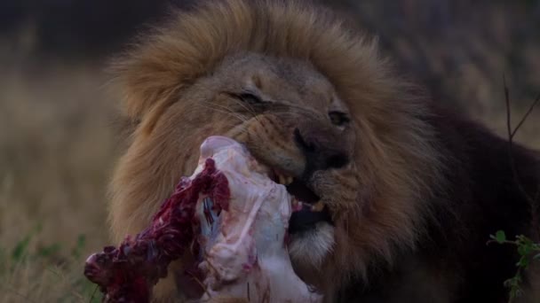 Leeuw met een bebloede mond eet de vers gescheurde prooi van een buffelkalf — Stockvideo