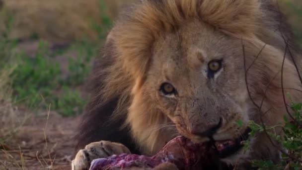 León con una boca manchada de sangre come la presa recién desgarrada de un becerro de búfalo — Vídeo de stock