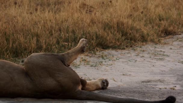 Portrait of the Lion King, lying on his back in the morning sun — Stok Video