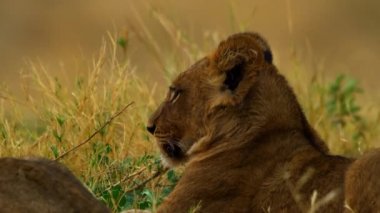 Genç bir aslan çimlere tırmanıyor.