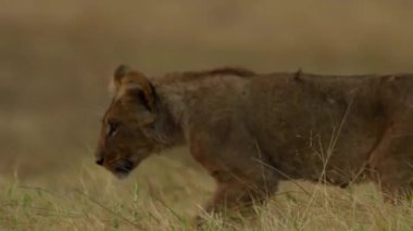 Genç bir aslan çimlere tırmanıyor.
