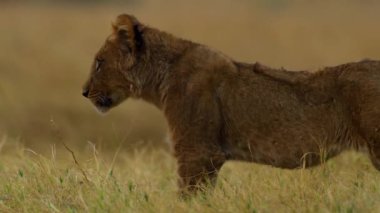 Genç bir aslan çimlere tırmanıyor.