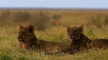 Genç bir aslan çimlere tırmanıyor.