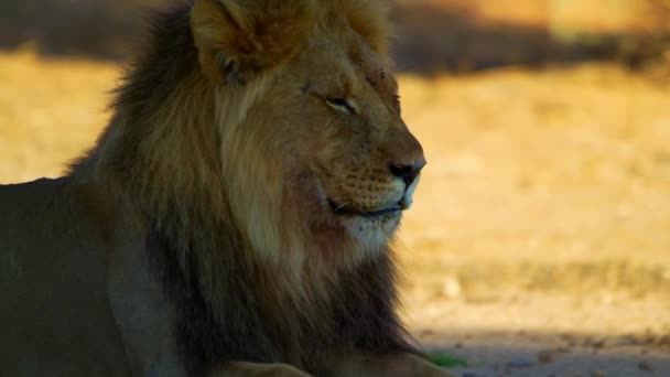 Close-up of Lion Head, Portrait of an Adult Lion. Brown, king. — Stock Video